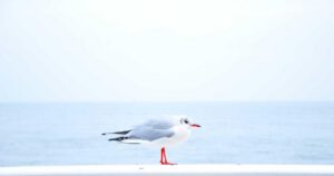 Fotografía ilustrativa para: Videojuegos: estudio local lanza actualización gratuita con nuevo modo cooperativo