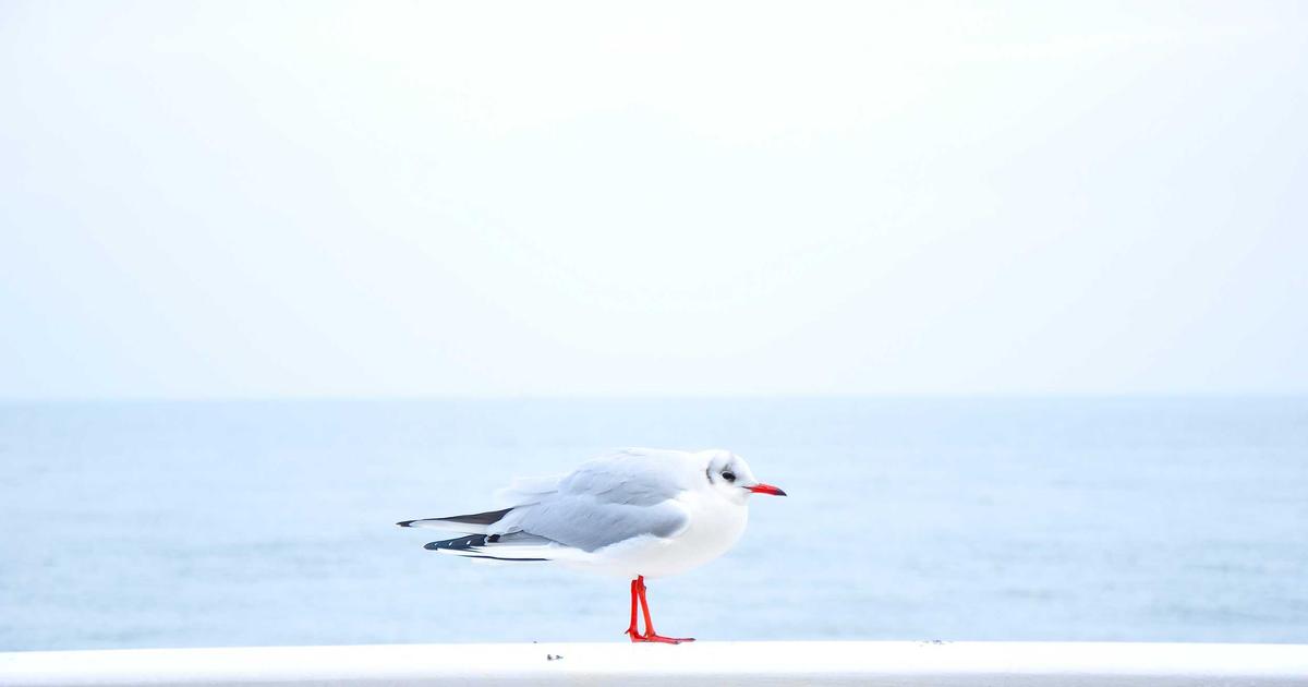 Fotografía ilustrativa para: Videojuegos: estudio local lanza actualización gratuita con nuevo modo cooperativo