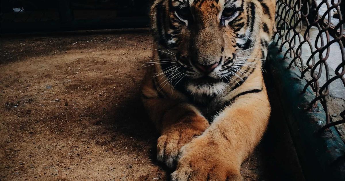 Fotografía ilustrativa para: Tránsito lento por manifestación en avenida principal; recomiendan rutas alternas