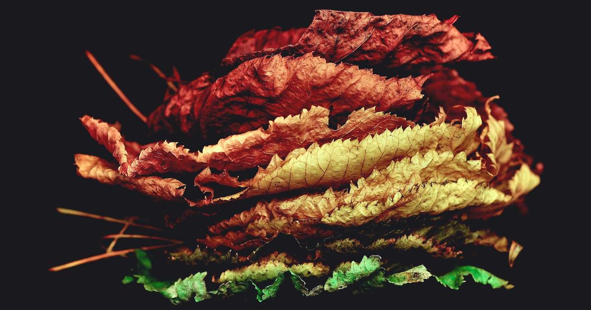 Fotografía ilustrativa para: Tecnología educativa: alianza impulsa plataformas de aprendizaje híbrido en escuelas rurales